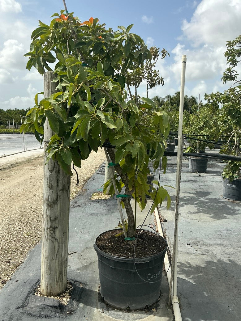 Avocado 'Choquette' — 25 Gallon