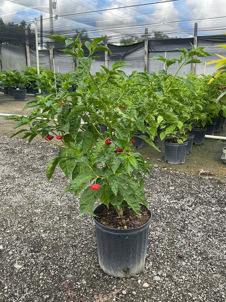 Cachucha Pepper