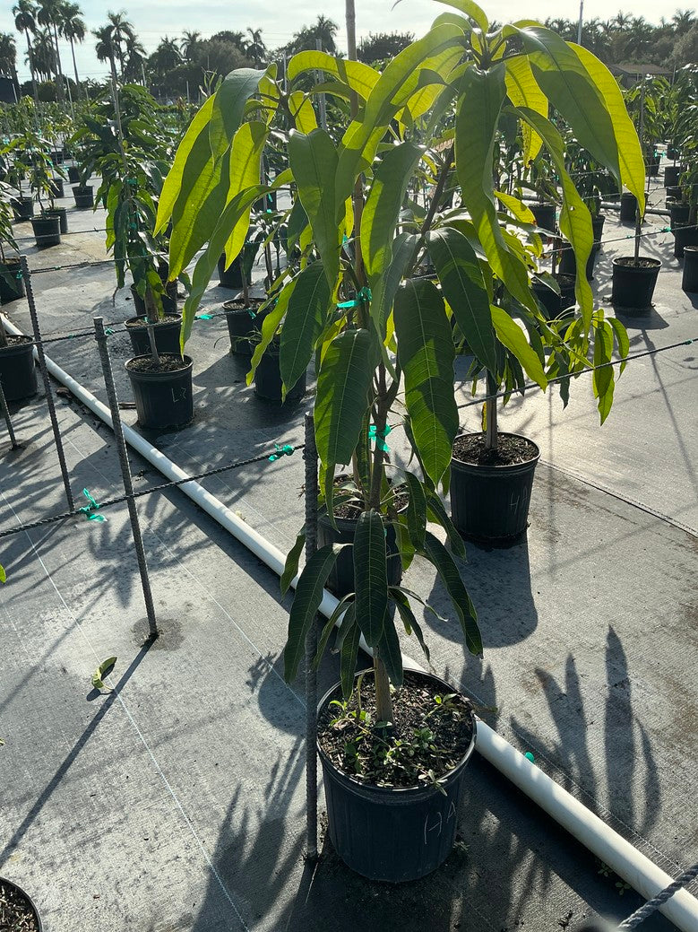 Mango 'Haden'