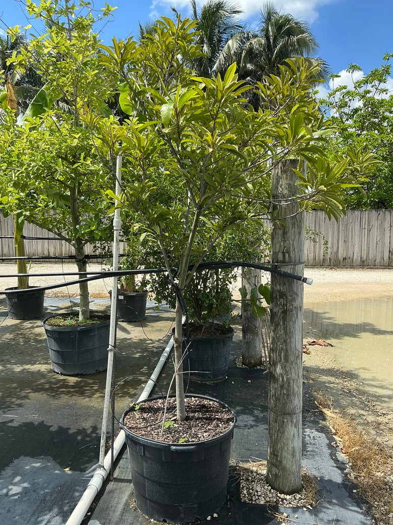 Canistel (Sapote) — 25 Gallon