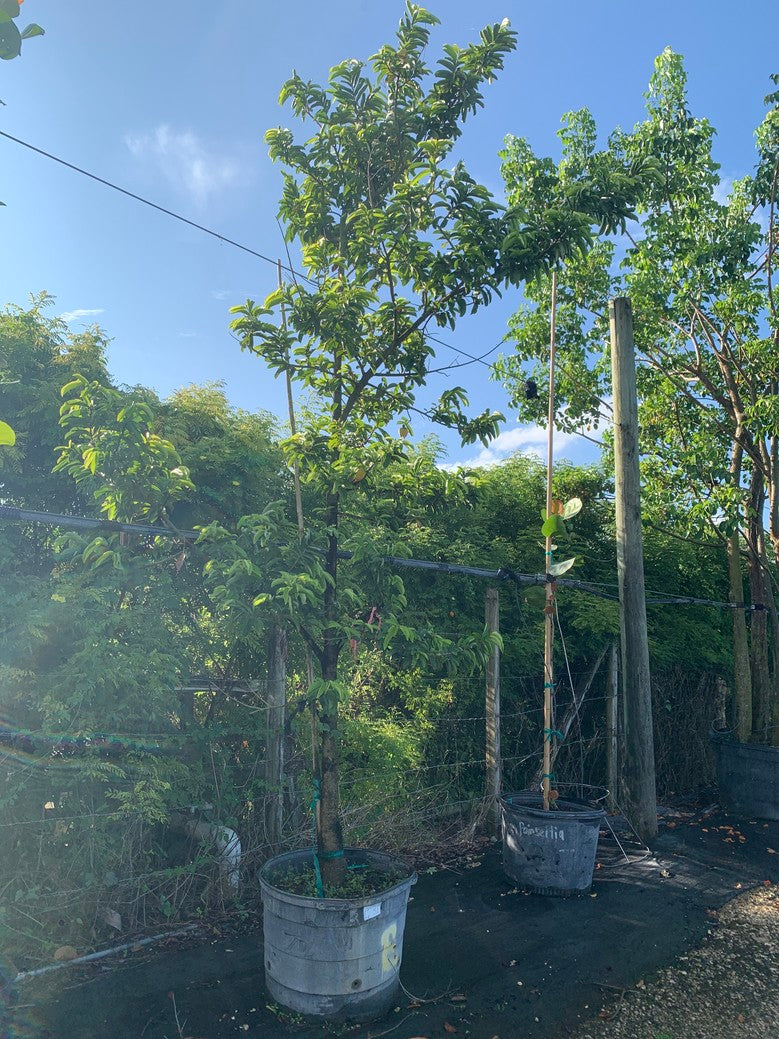 Soursop (Annona) — 25 Gallon