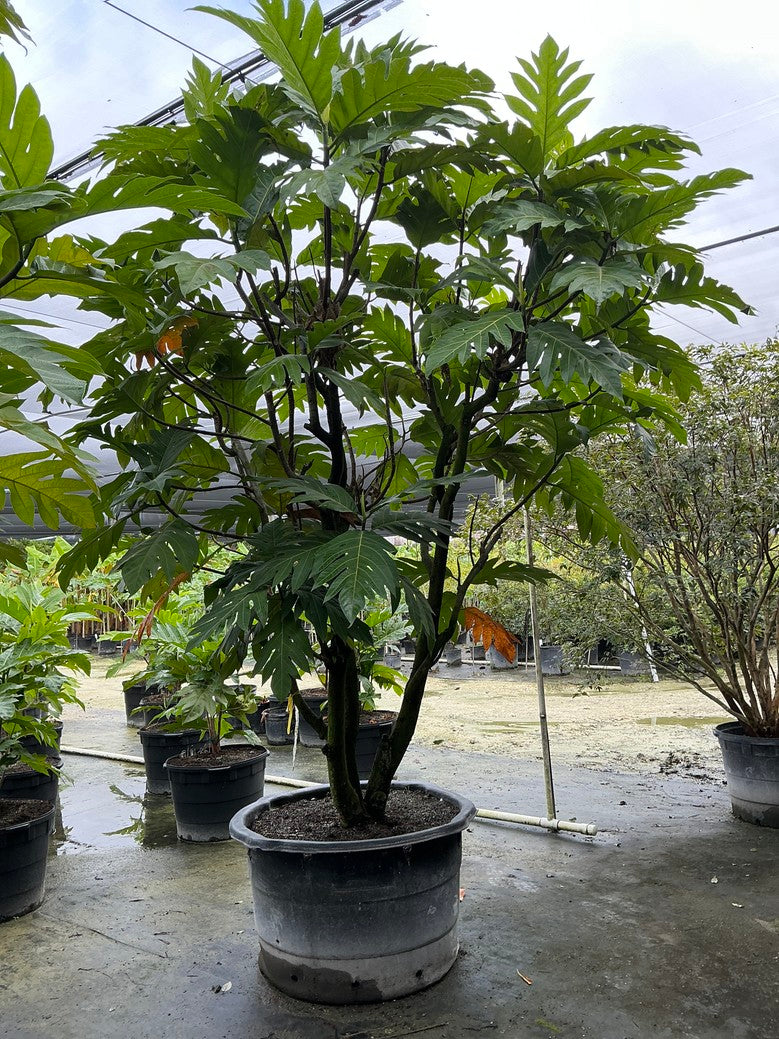 Breadfruit (Breadfruit / Jackfruit) — 100 Gallon