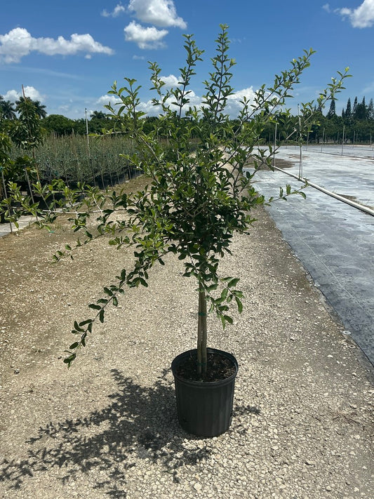 Barbados Cherry