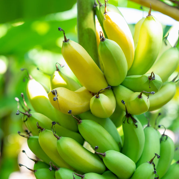 Banana 'Grand Nain'