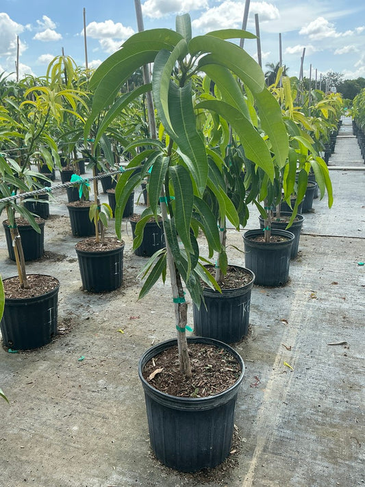 Mango 'Kent'