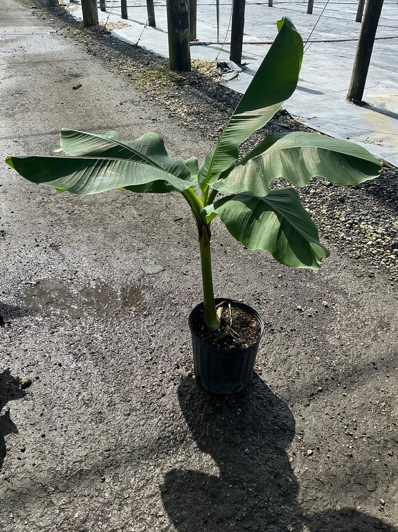 Banana 'Basjoo'