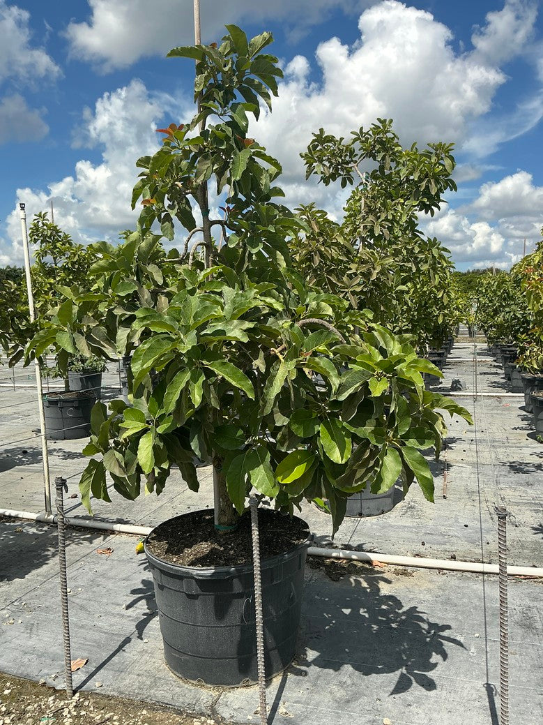 Avocado 'Catalina' — 25 Gallon