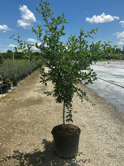 Barbados Cherry — 7 Gallon