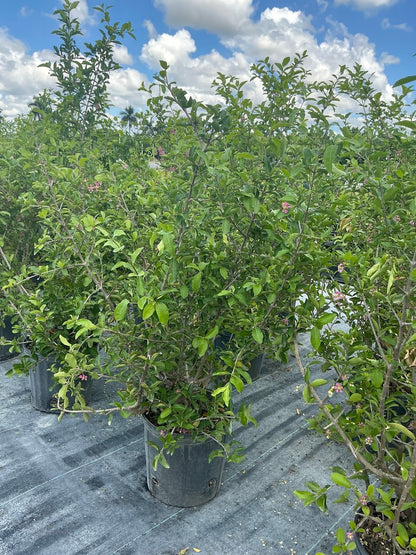 Barbados Cherry — 3 Gallon Bush