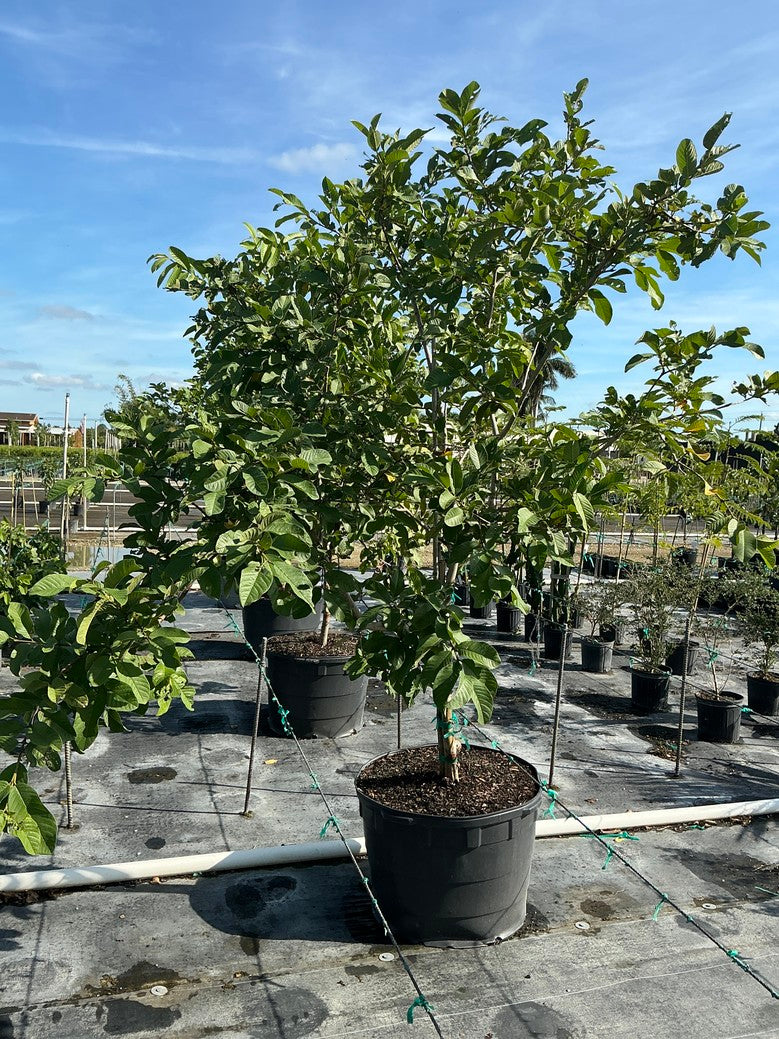 Guava 'White'