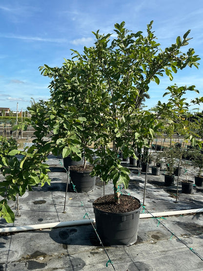 Guava 'White'
