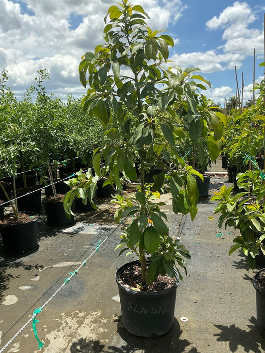Avocado 'Lula'