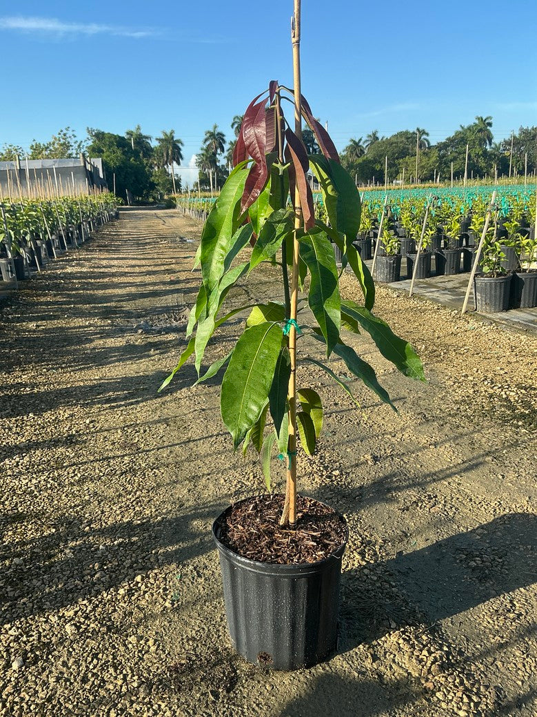 Mango 'mallika'