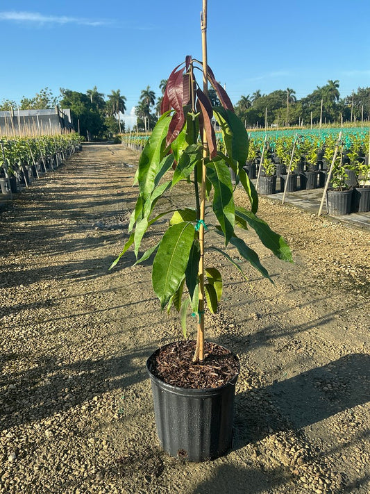 Mango 'mallika'
