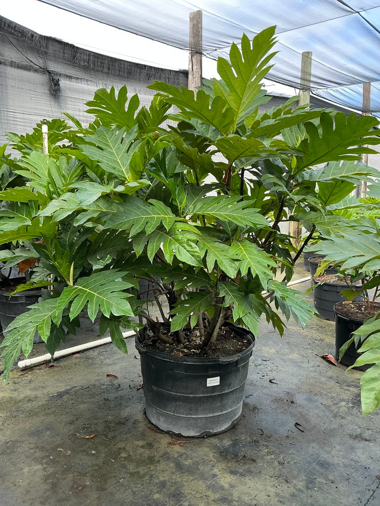 Breadfruit (Breadfruit / Jackfruit) — 45 Gallon