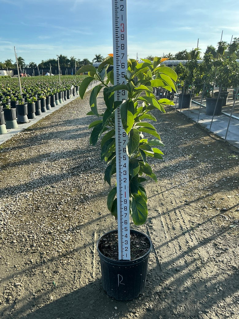 Avocado 'Russell' — 3 Gallon