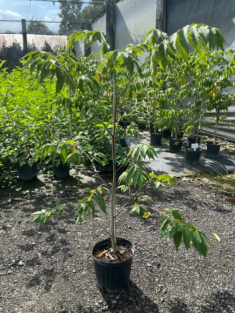 Yellow Jamaican Cherry
