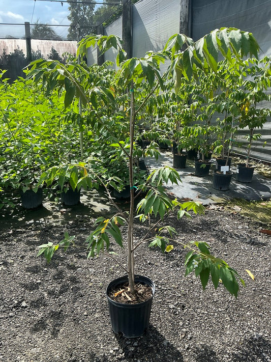 Yellow Jamaican Cherry