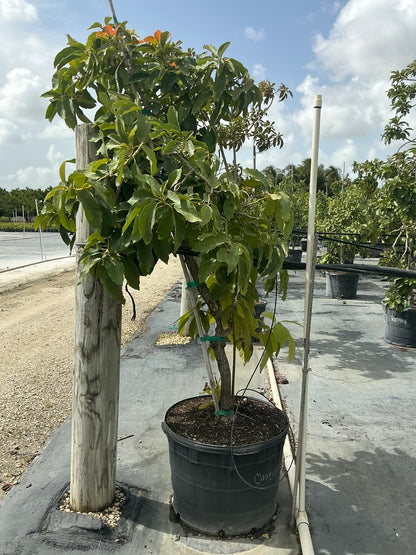 Avocado 'Choquette' — 25 Gallon