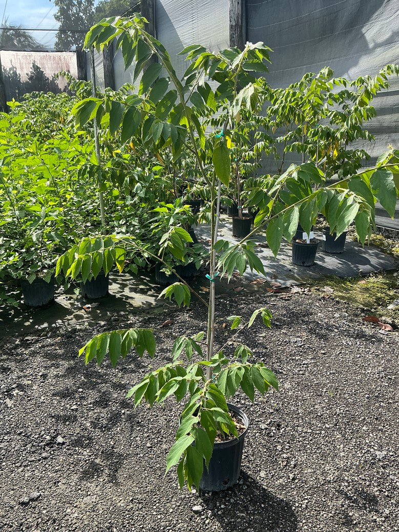 Red Jamaican Cherry