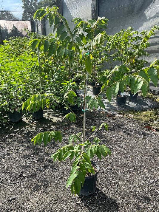 Red Jamaican Cherry