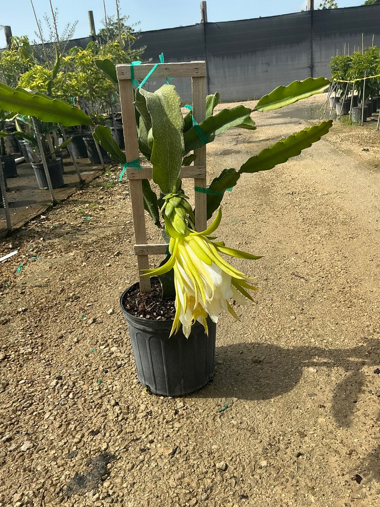 Dragonfruit (Dragon Fruit)