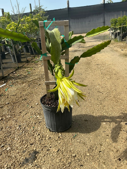 Dragonfruit (Dragon Fruit)