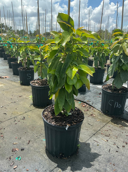 Avocado 'Choquette'