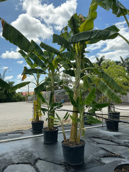 Banana 'Ice Cream' — 25 Gallon