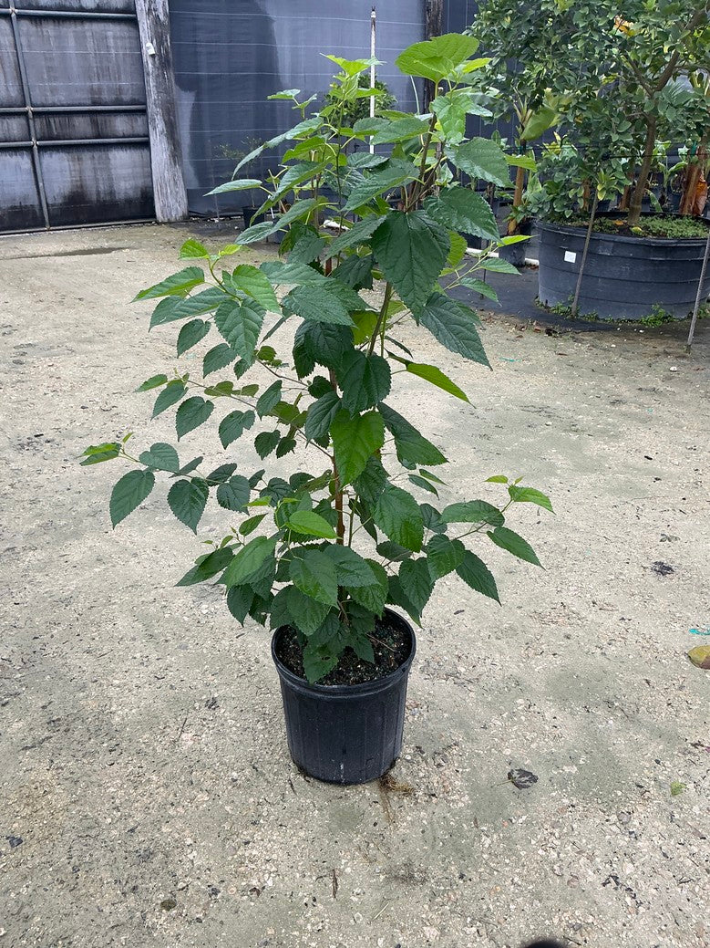 Mulberry 'red' — Morus rubra