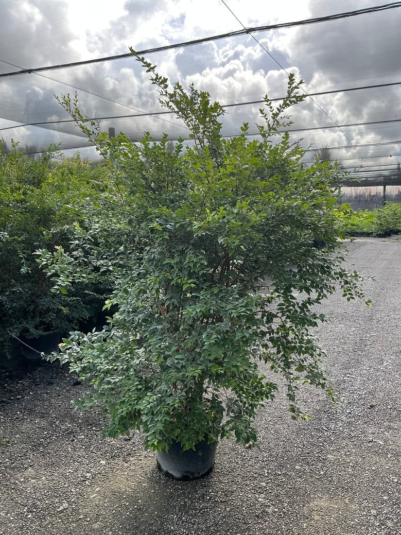 Jaboticaba — 7 Gallon
