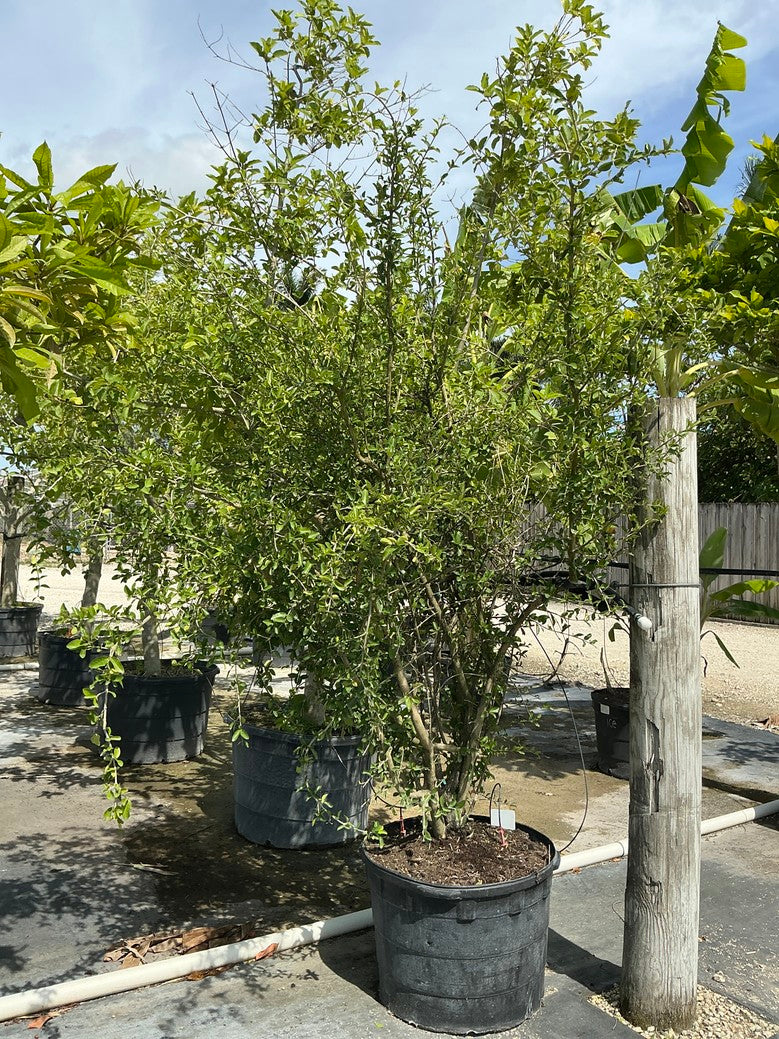 Barbados Cherry — 25 Gallon Bush