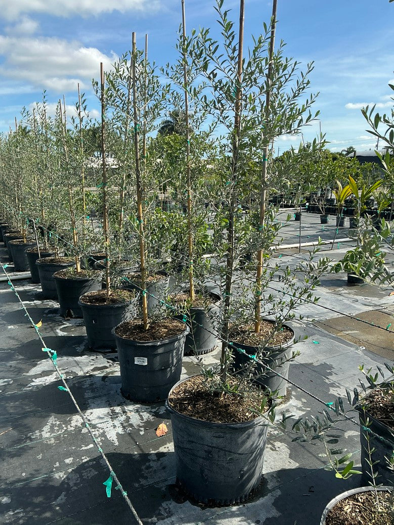 European Olive