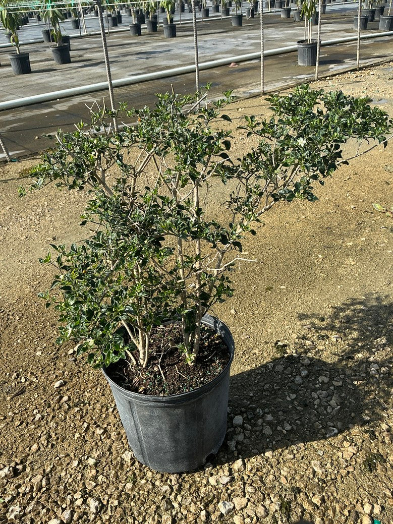 Chile Pequin (Pepper)
