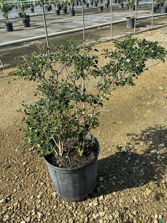 Chile Pequin (Pepper)