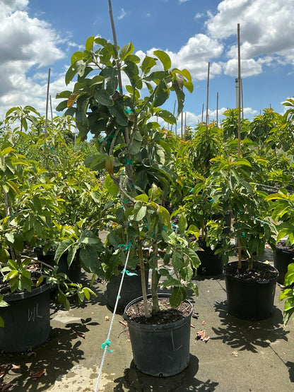 Avocado 'Loretta' — 7 Gallon