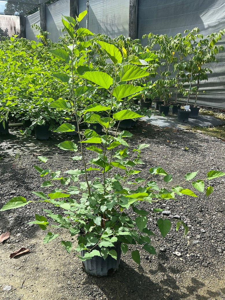 Mulberry 'Mojo'
