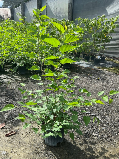 Mulberry 'Mojo'