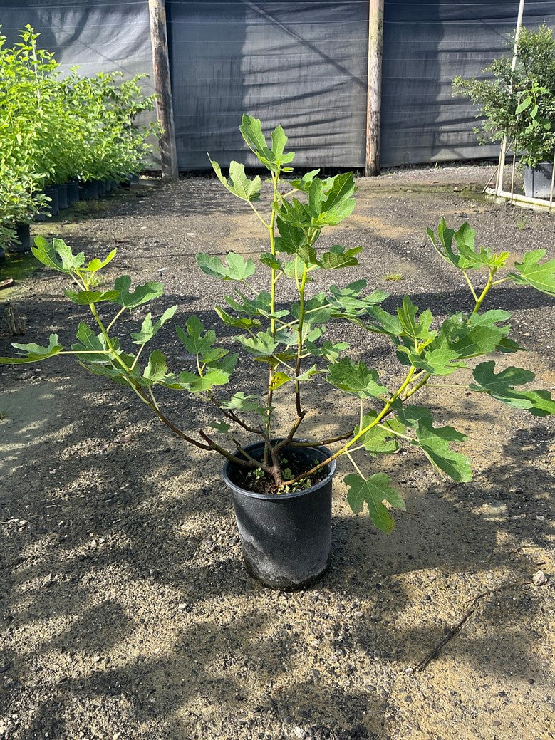 Fig Tree 'Brown Turkey'