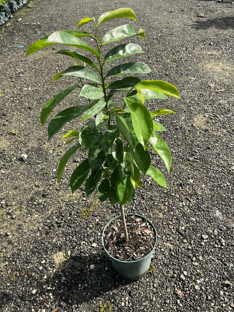 Soursop (Annona)