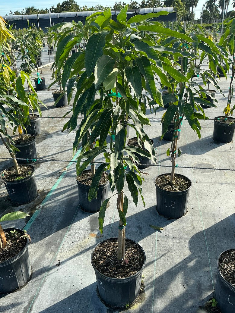 Mango 'lemon zest'