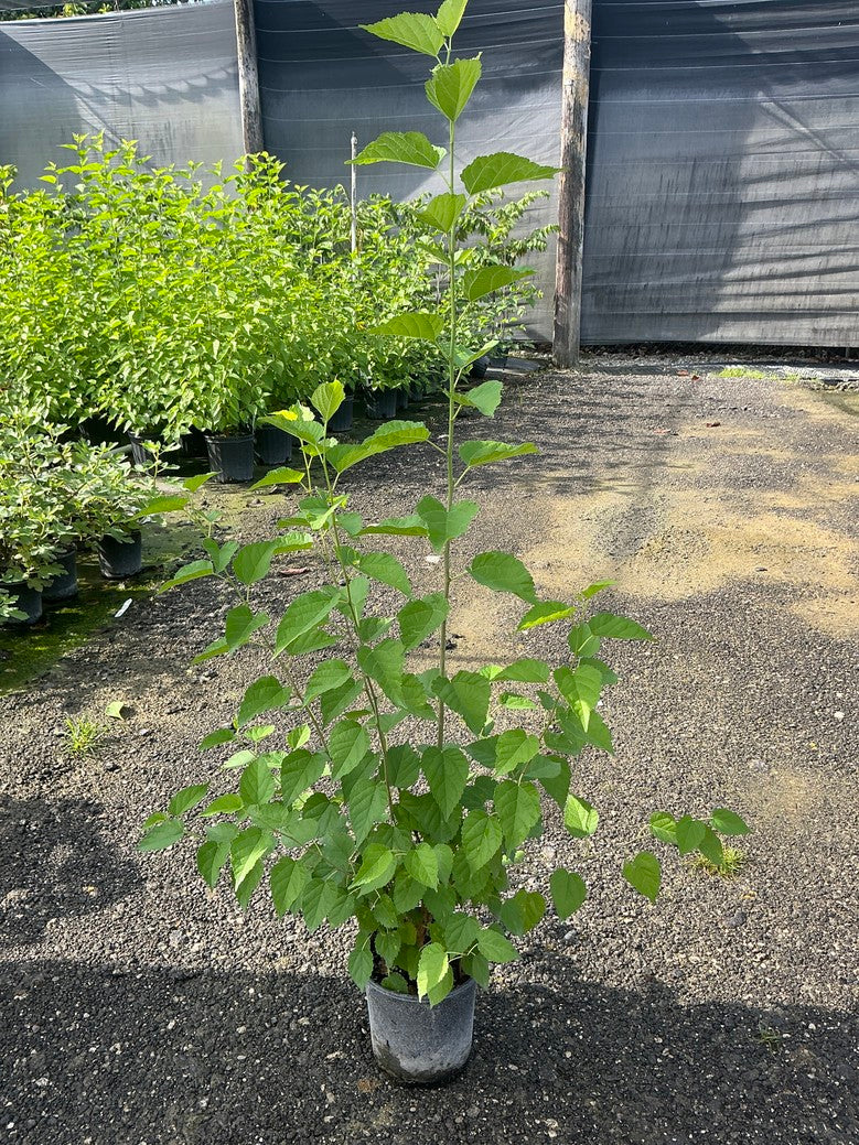 Black Mulberry — 1 Gallon