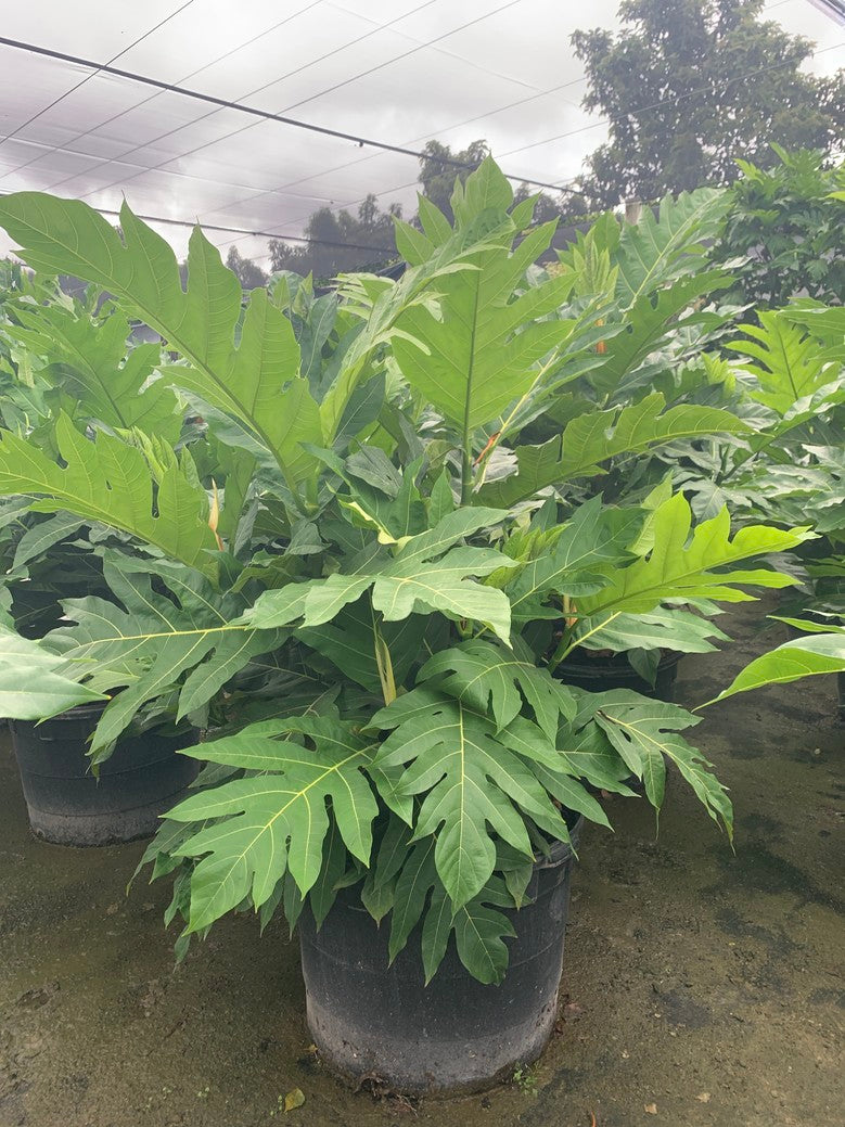 Breadfruit (Breadfruit / Jackfruit)
