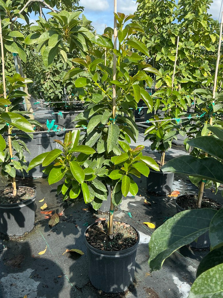 Avocado 'Donnie'