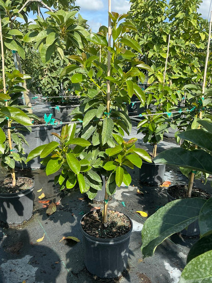 Avocado 'Donnie'
