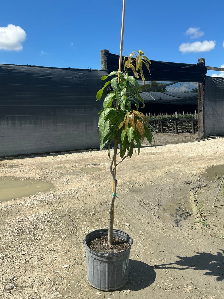 Mango 'valencia pride' — 7 Gallon