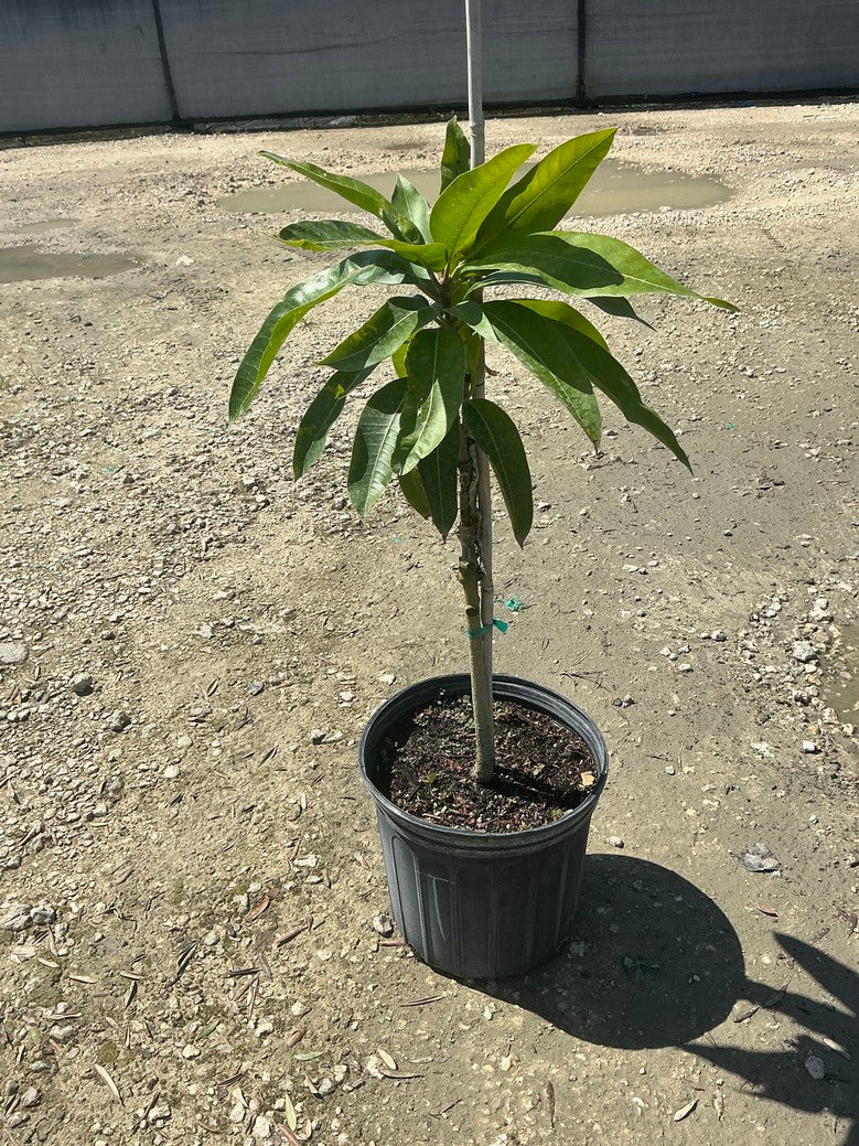 Mango 'Tommy Atkin' — 3 Gallon