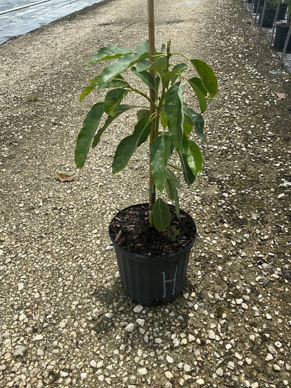 Avocado 'Hass'