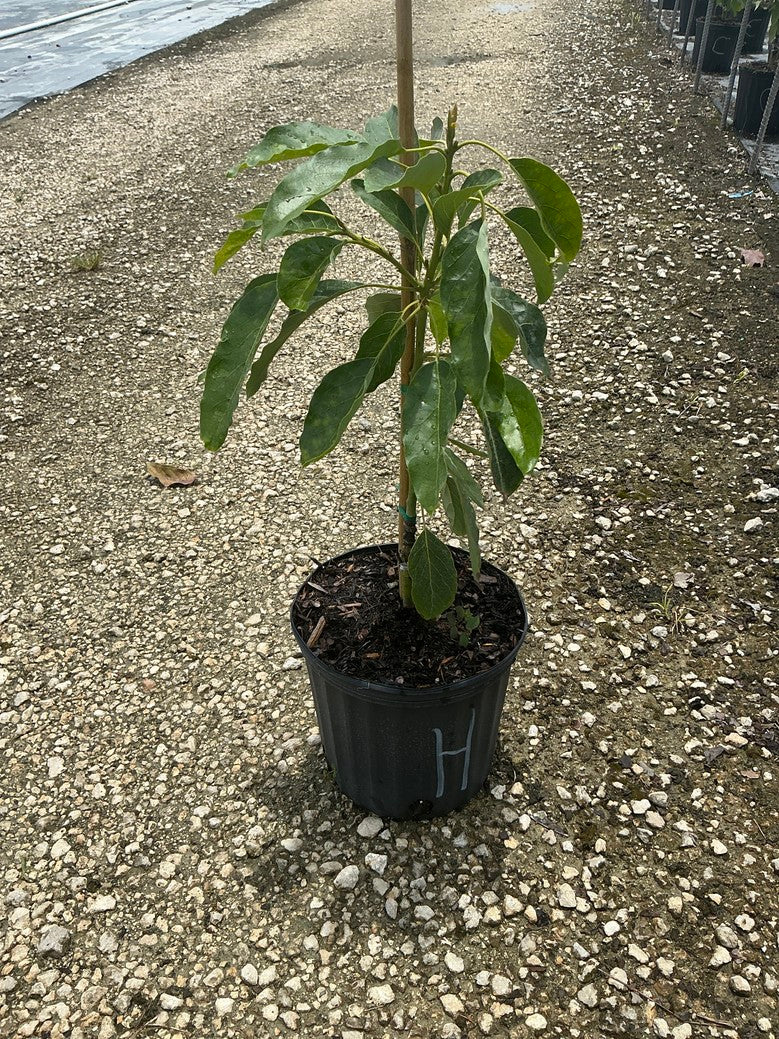 Avocado 'Hass' — 3 Gallon