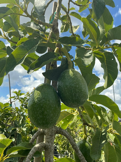 Avocado 'Loretta' — 25 Gallon